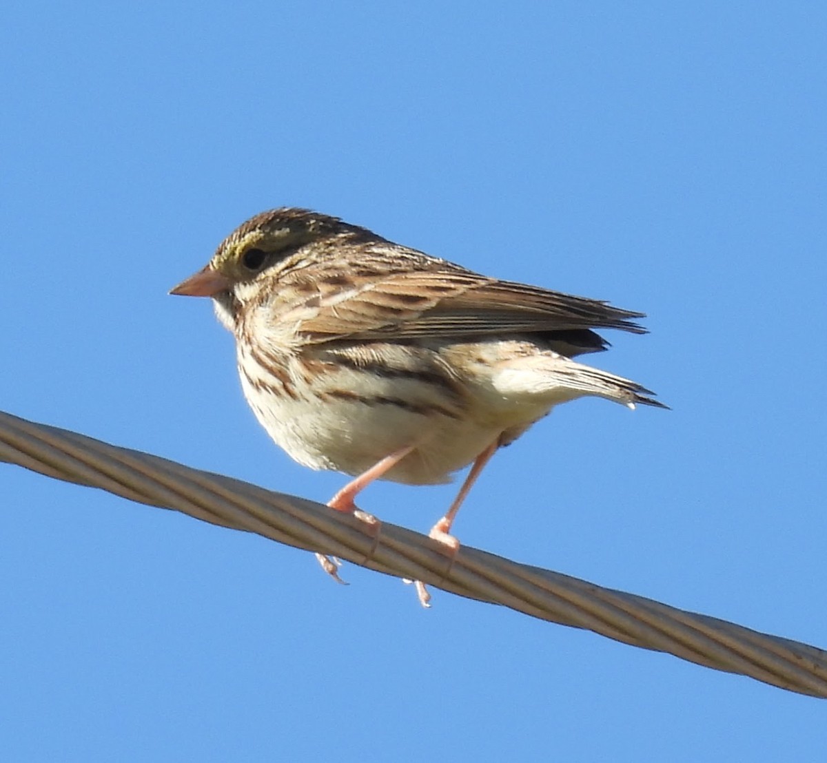 Savannah Sparrow - ML615191032