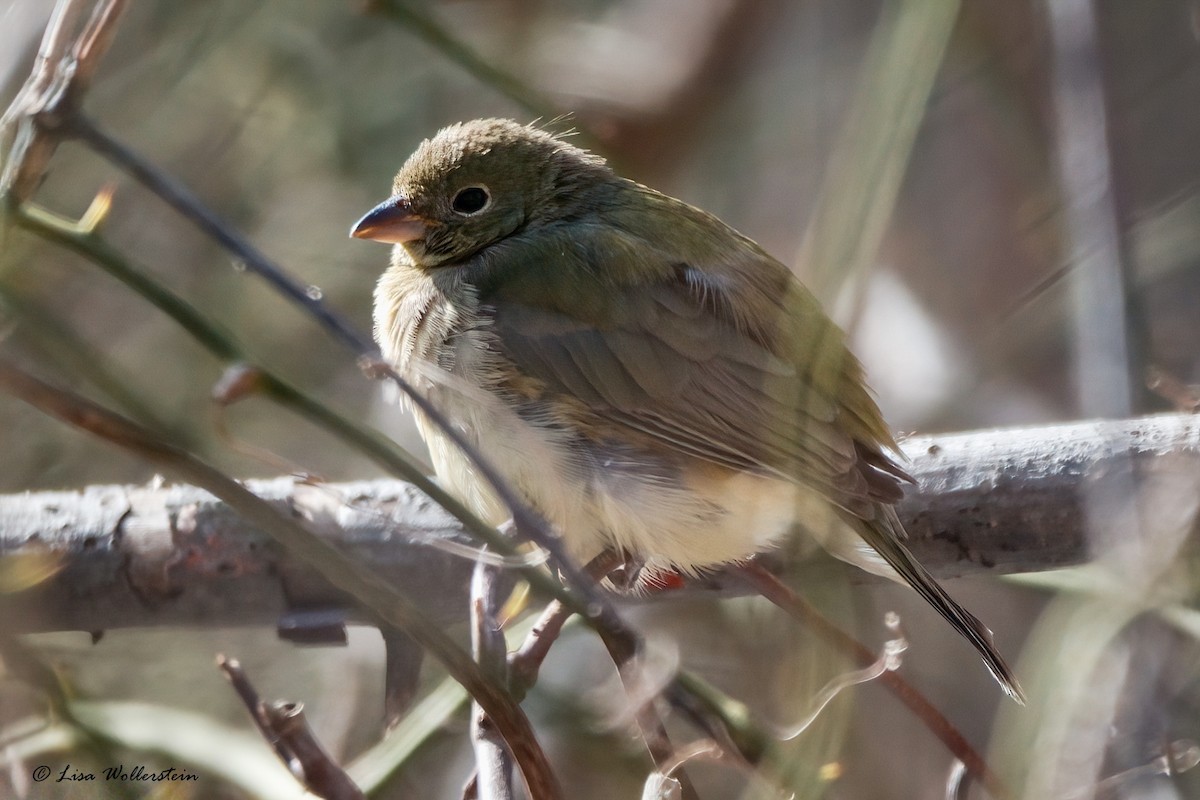 Painted Bunting - ML615191102