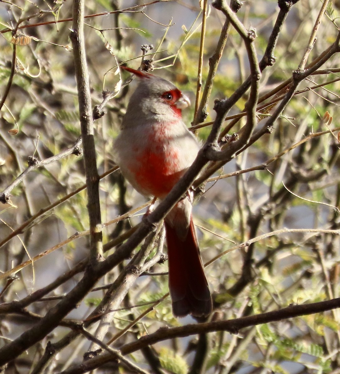 Arizona Kardinalı - ML615191215