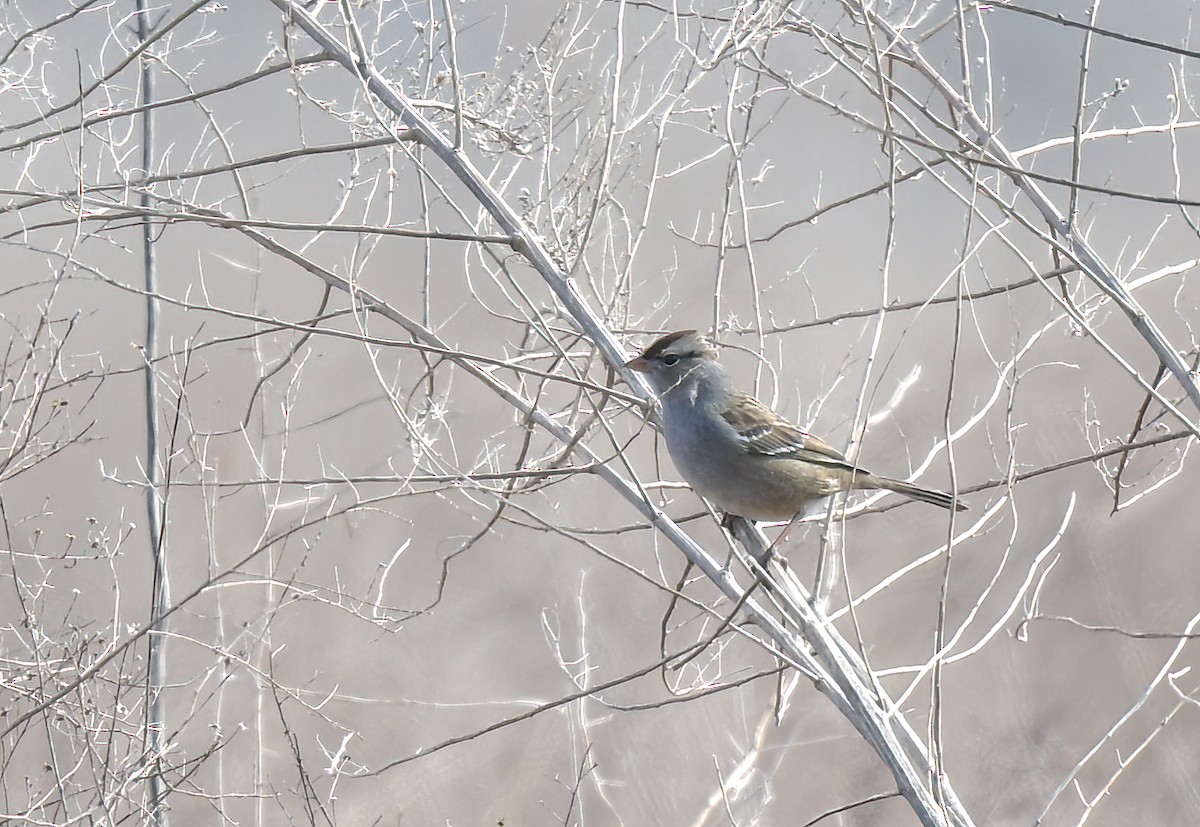 White-crowned Sparrow - ML615191383