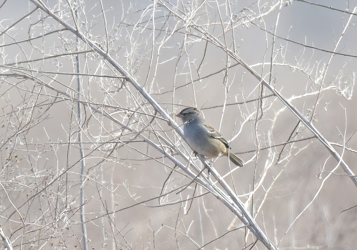 White-crowned Sparrow - ML615191384