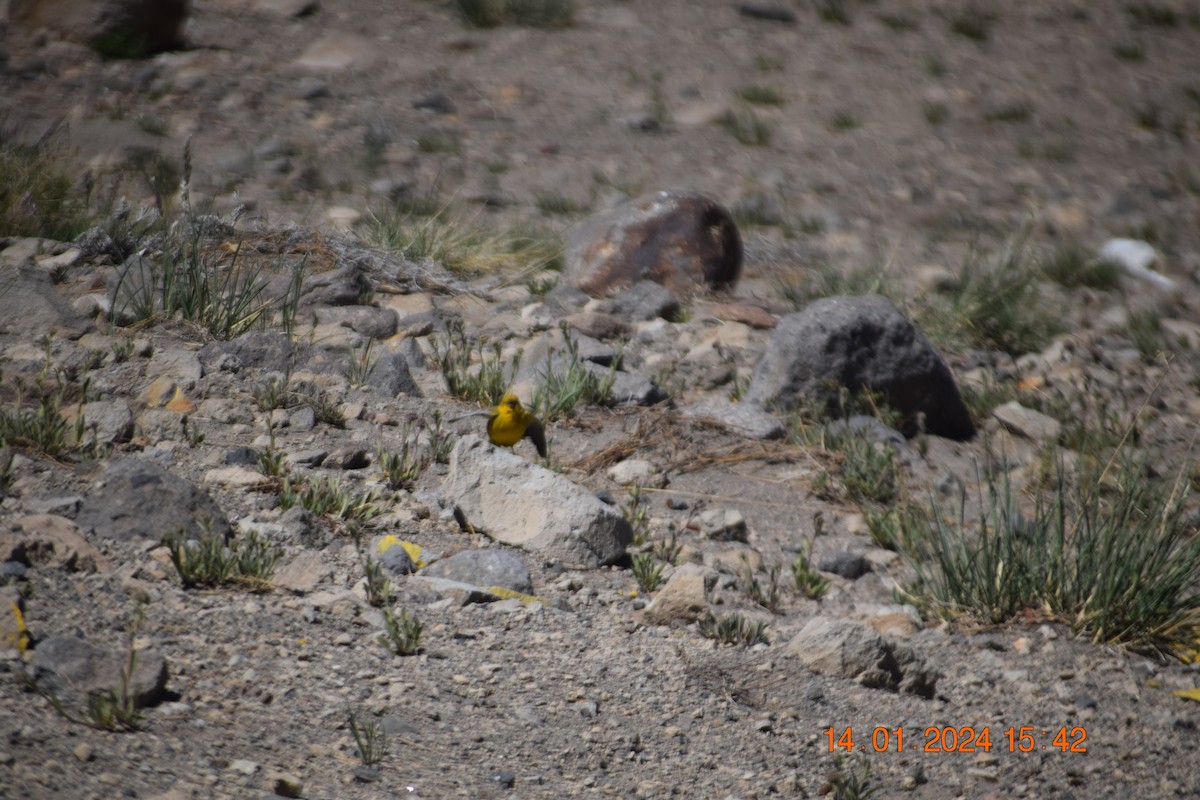 Greater Yellow-Finch - ML615191424