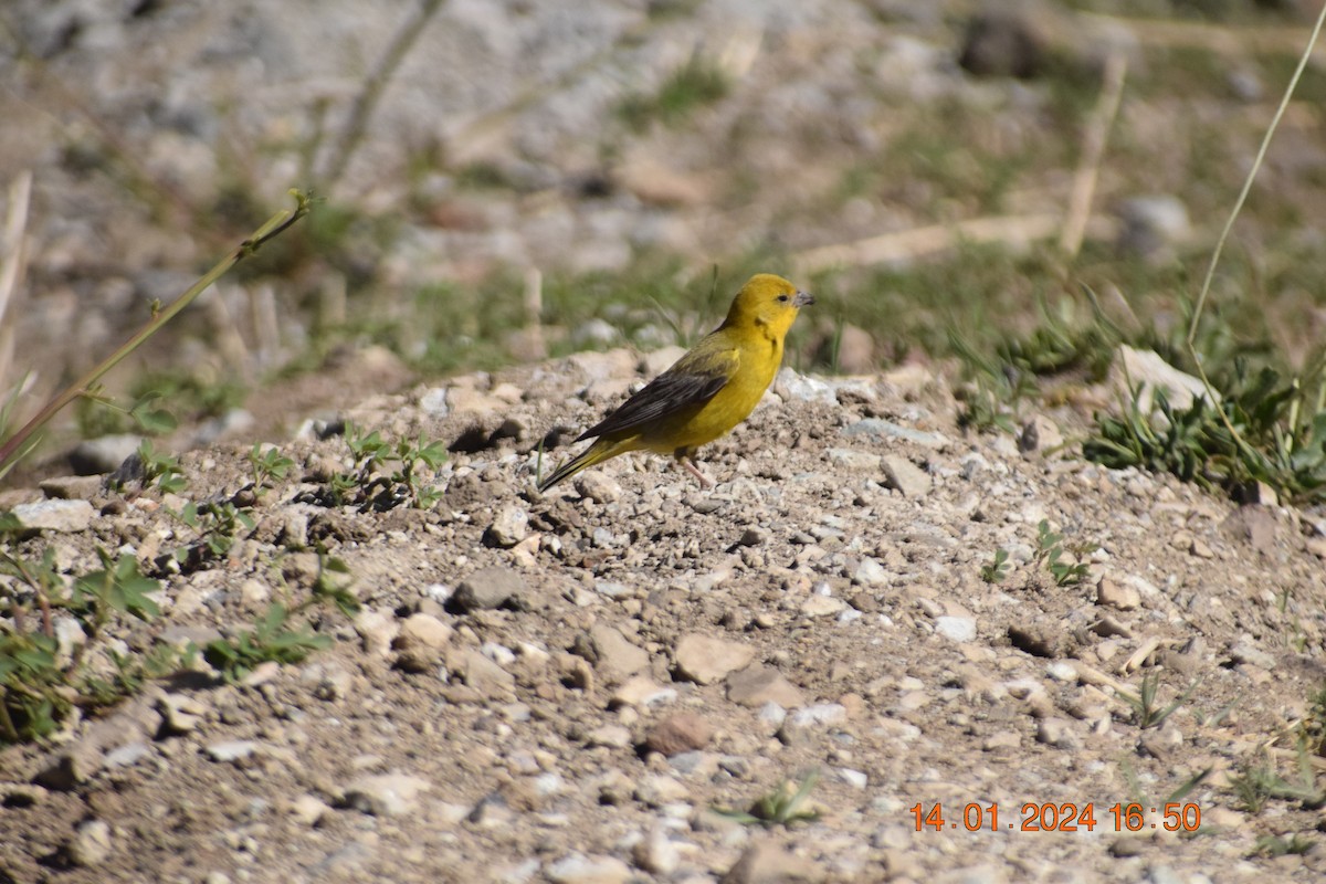 Greater Yellow-Finch - ML615191425