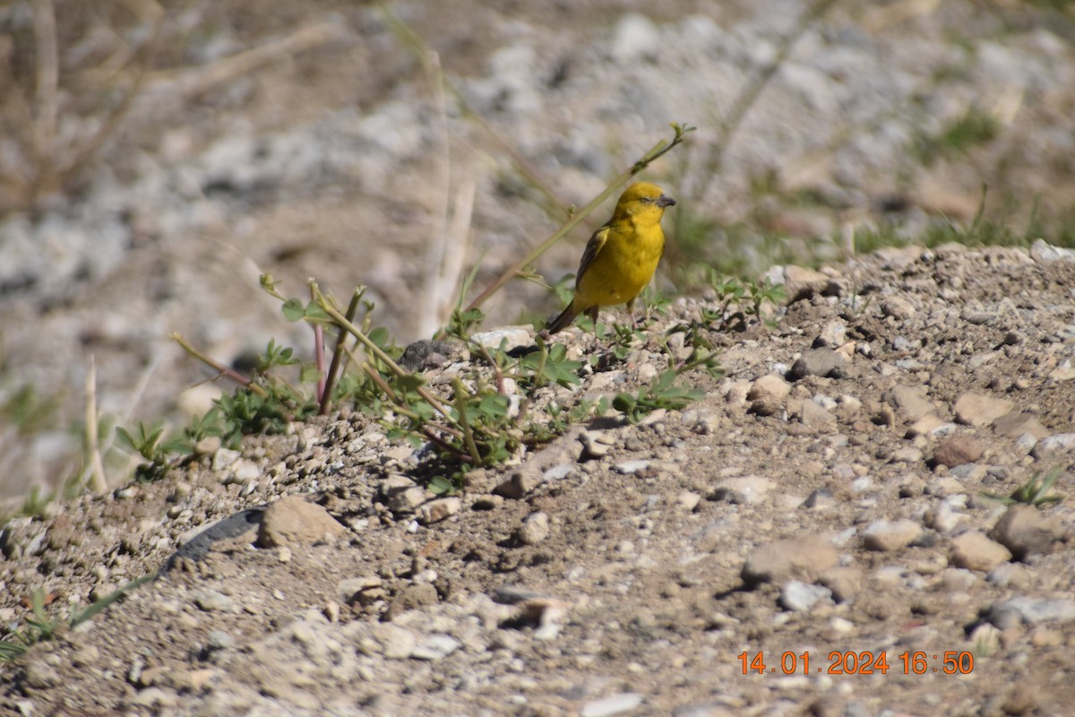 Greater Yellow-Finch - ML615191426