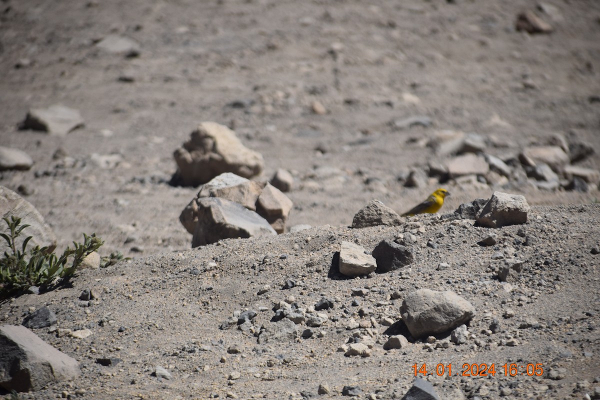 Greater Yellow-Finch - ML615191427