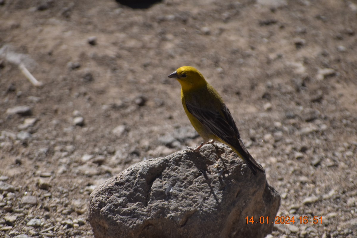 Greater Yellow-Finch - ML615191429