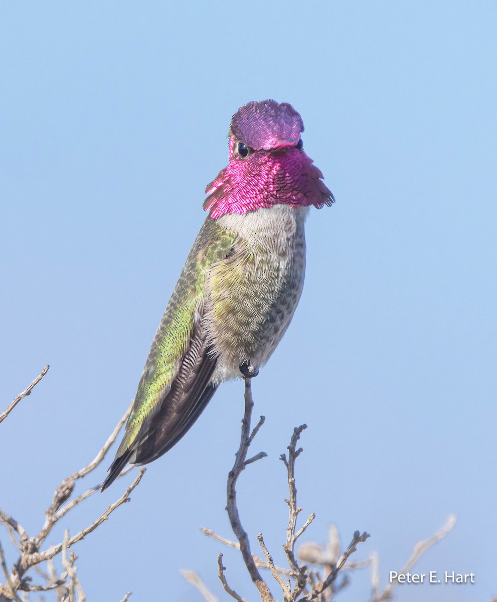 Anna's Hummingbird - ML615191455