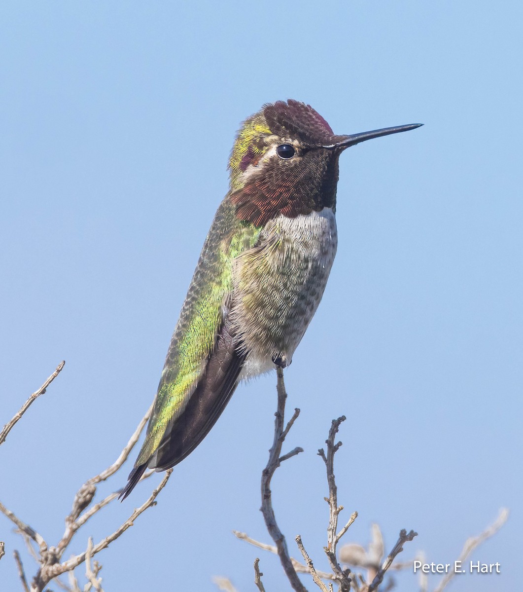 Anna's Hummingbird - ML615191458