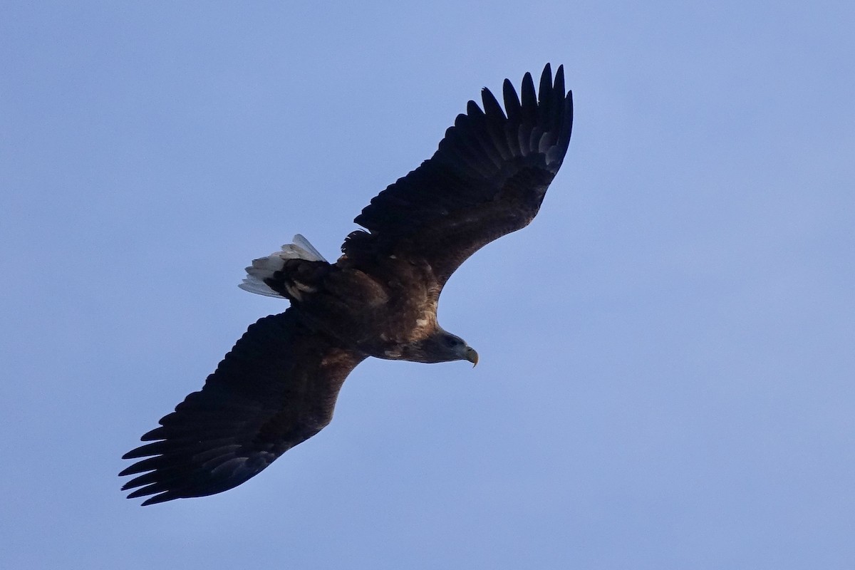 White-tailed Eagle - ML615191563