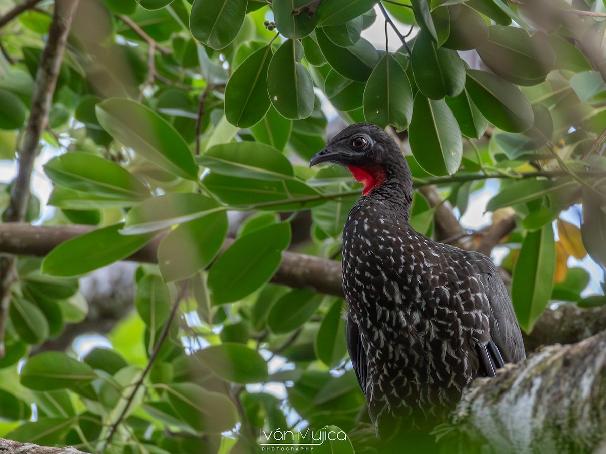 Crested Guan - ML615191713