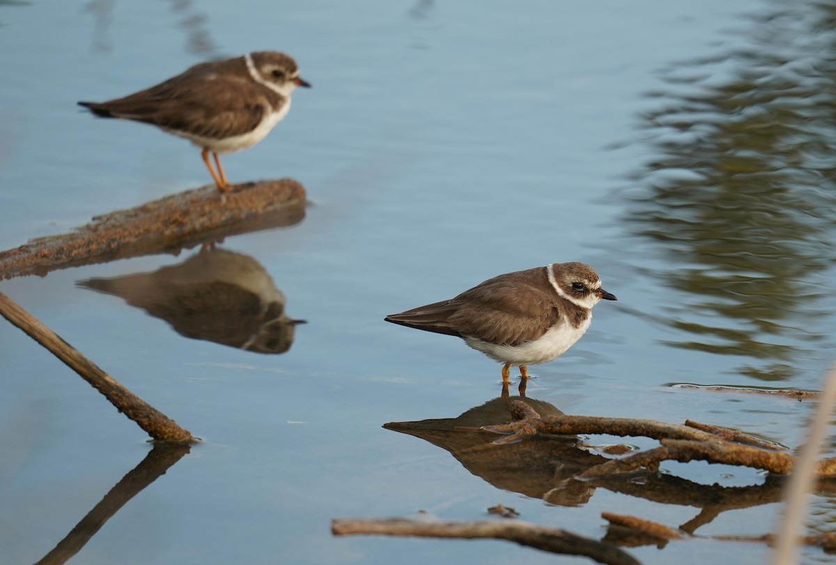 Semipalmated Plover - ML615191820