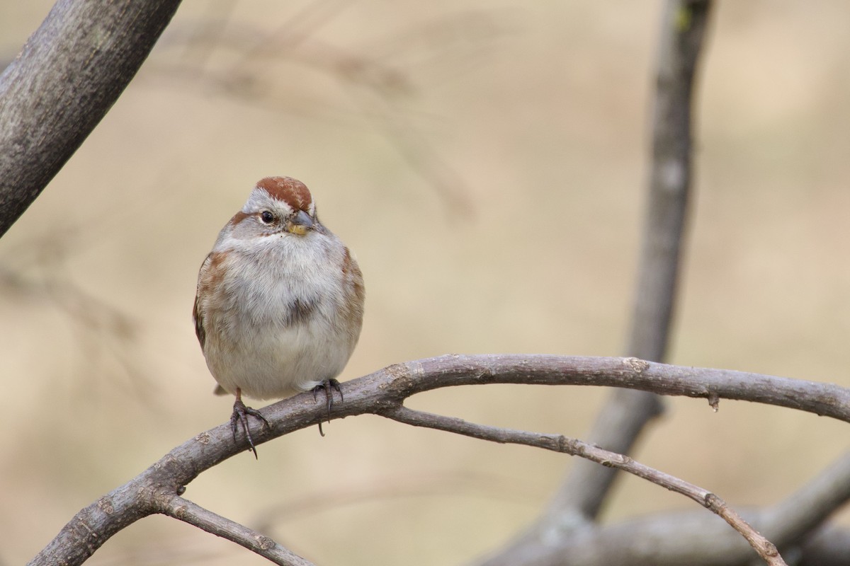 American Tree Sparrow - ML615191873