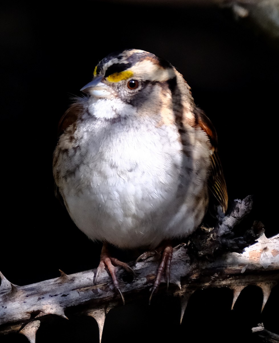 White-throated Sparrow - ML615191945
