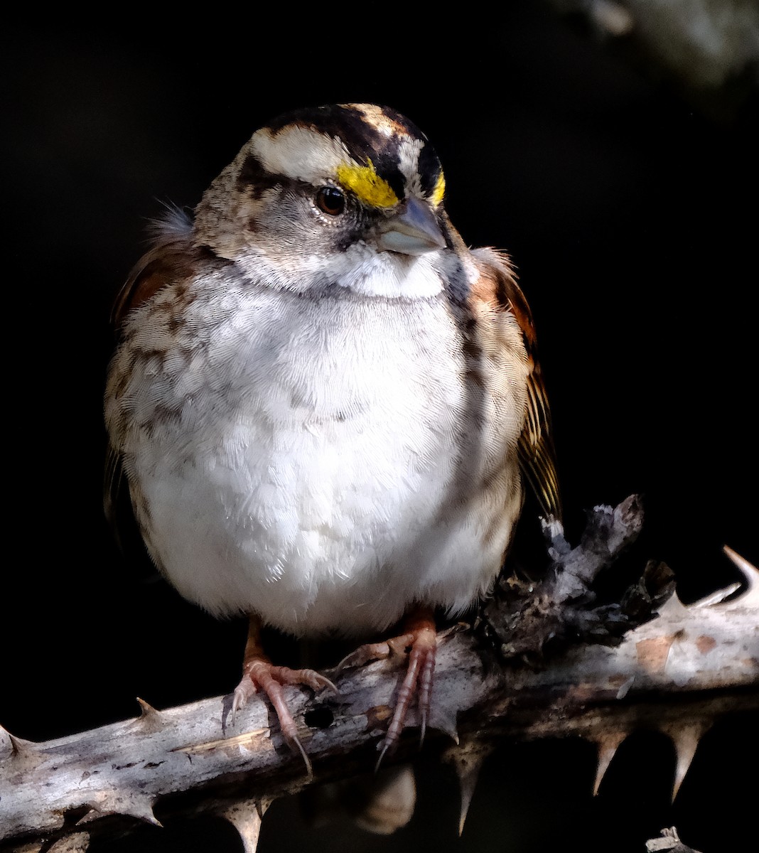 White-throated Sparrow - ML615191946