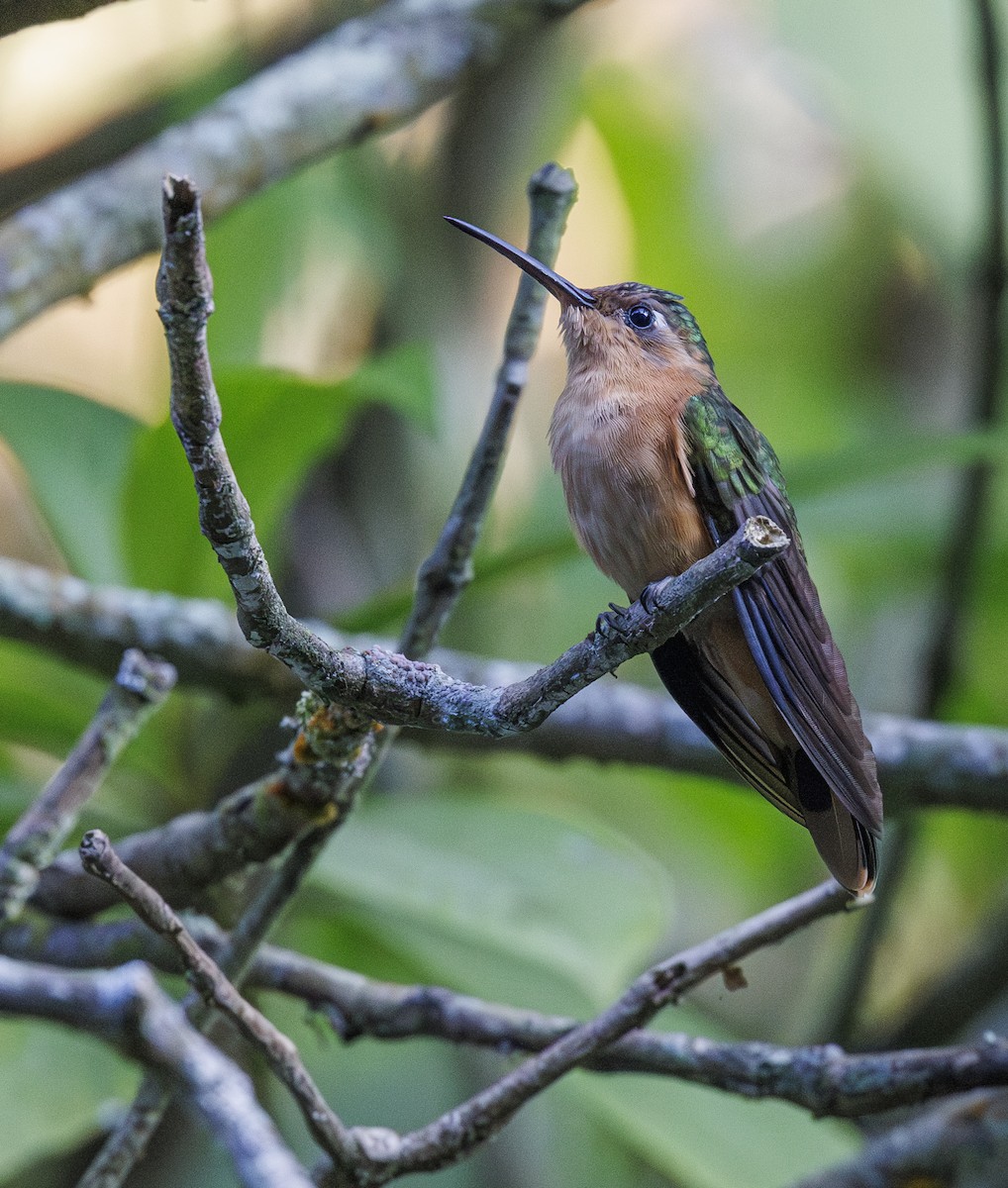 kolibřík pestroocasý - ML615192022