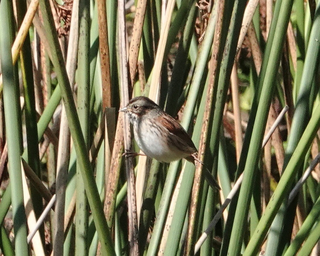 Swamp Sparrow - ML615192084