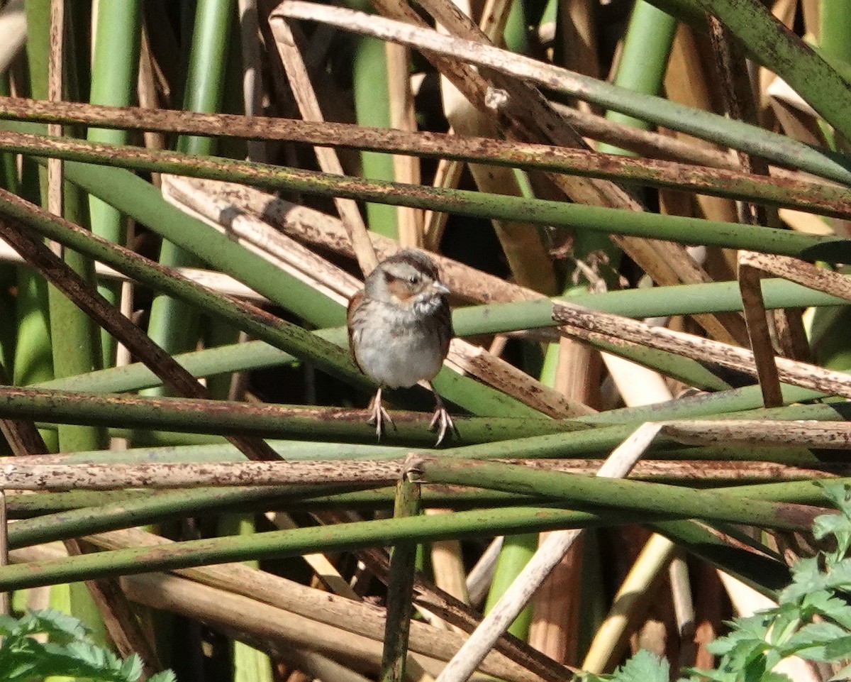 Swamp Sparrow - Gary Martindale