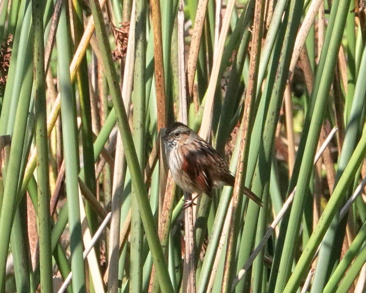 Swamp Sparrow - ML615192086