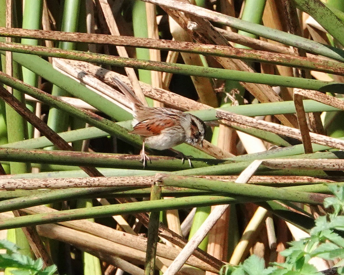 Swamp Sparrow - ML615192087