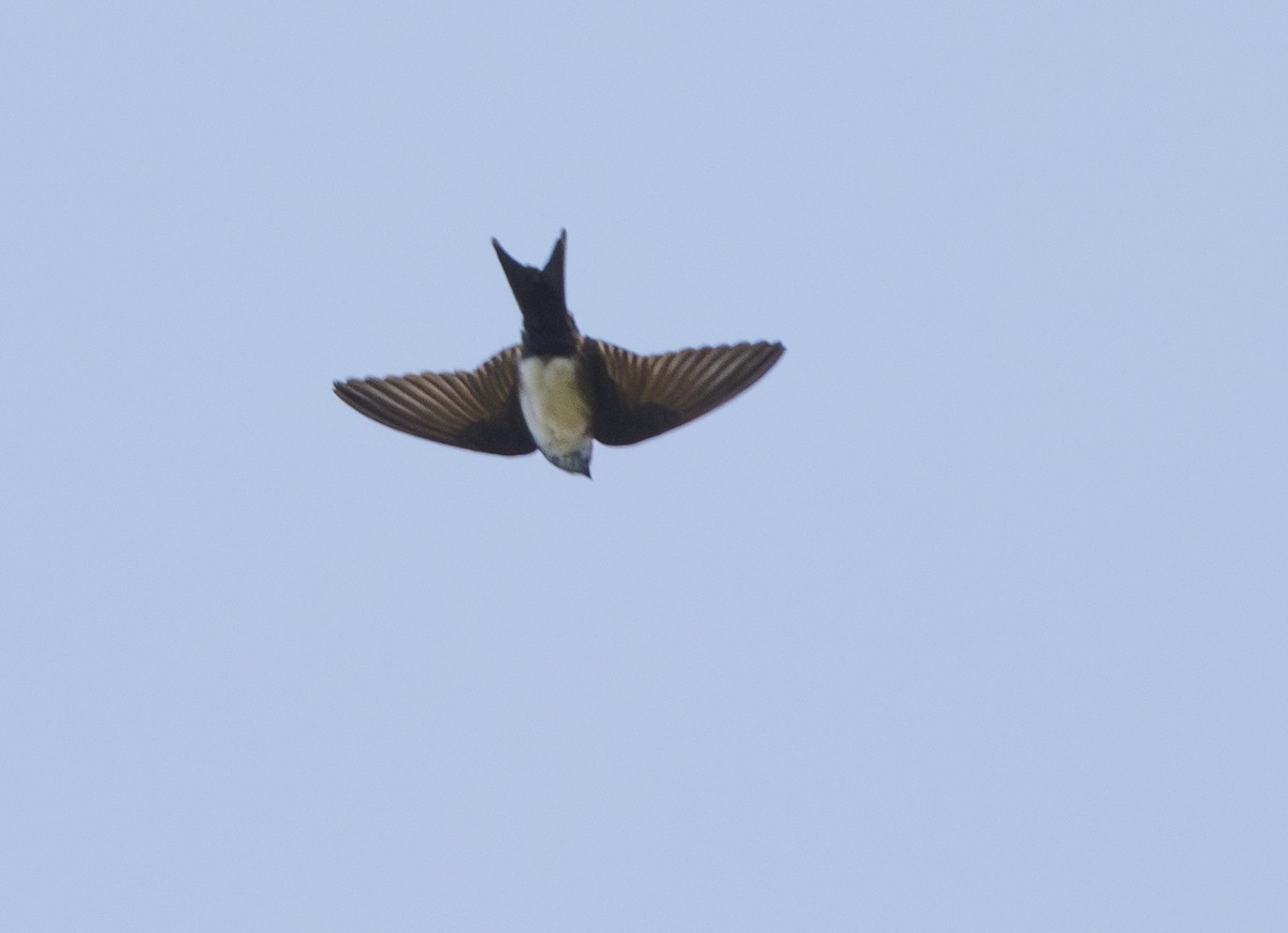 Black-capped Swallow - ML615192091