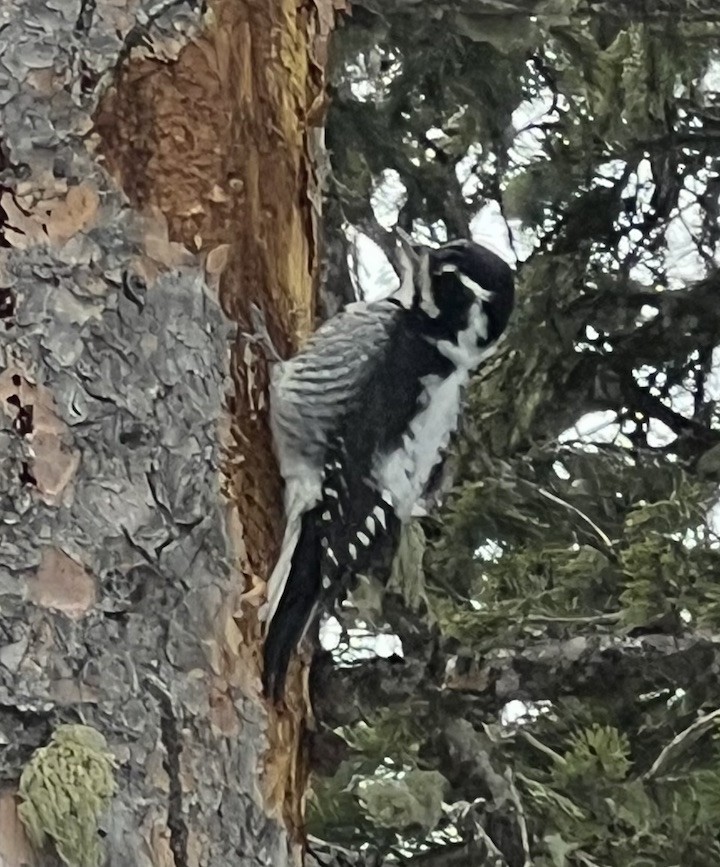 American Three-toed Woodpecker (Rocky Mts.) - ML615192213