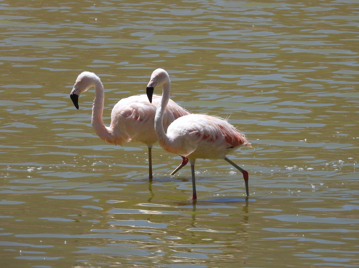 Şili Flamingosu - ML615192248