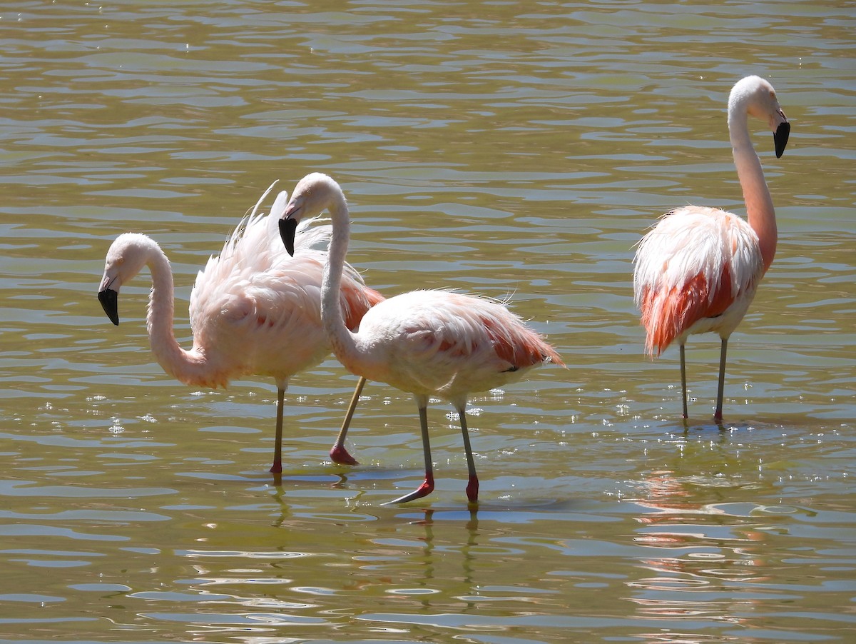 Şili Flamingosu - ML615192249