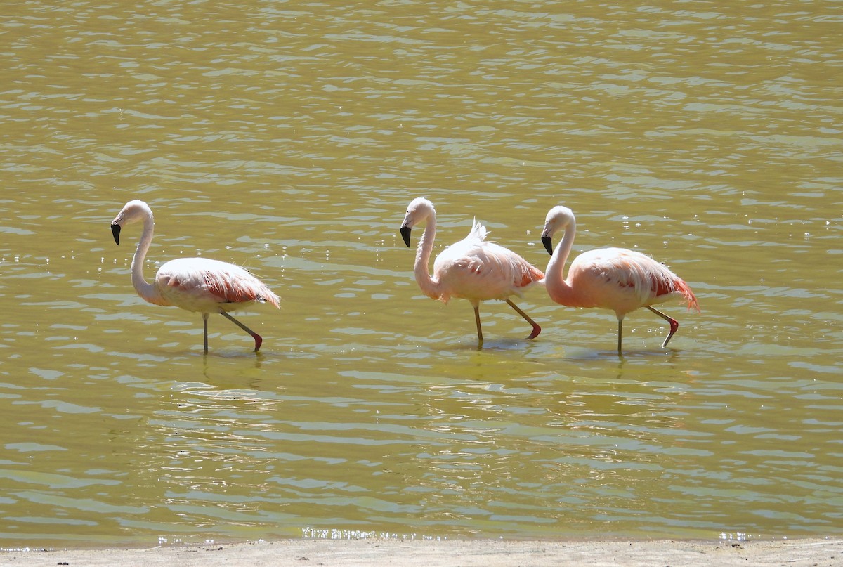 Chilean Flamingo - ML615192250