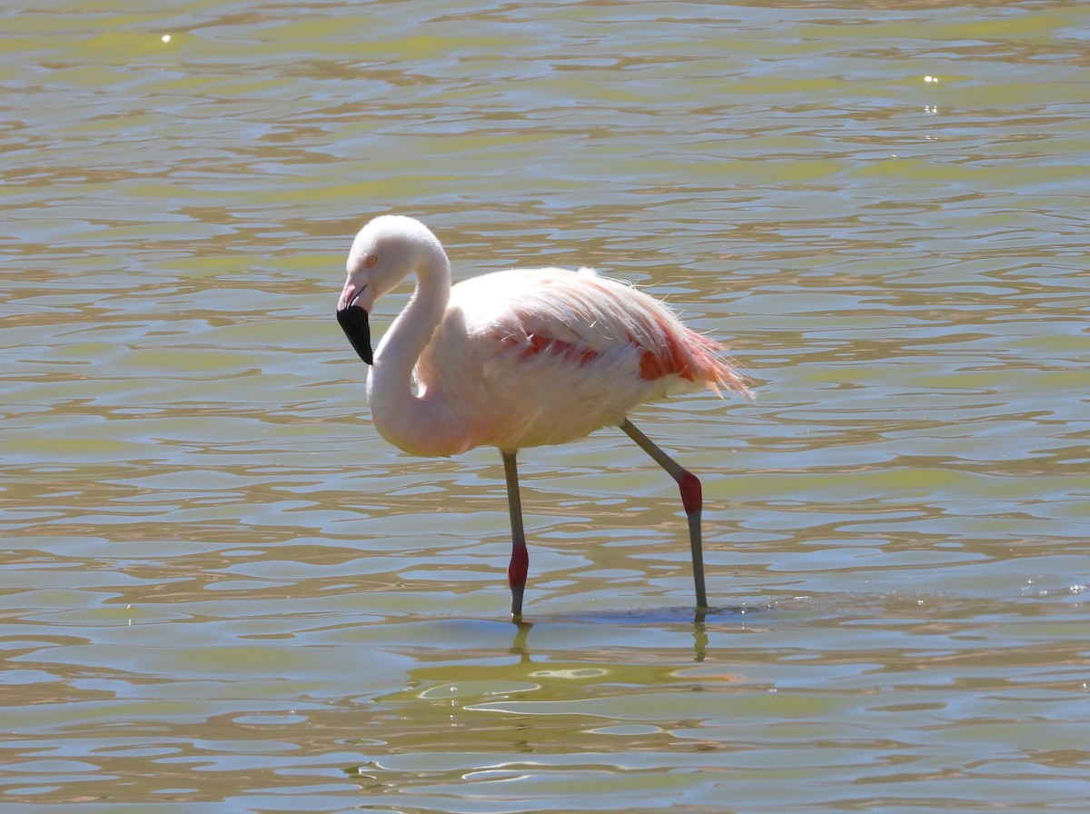 Chilean Flamingo - ML615192252