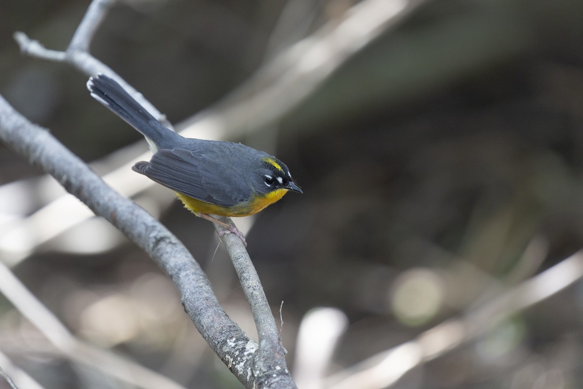 Fan-tailed Warbler - Eugene Huryn