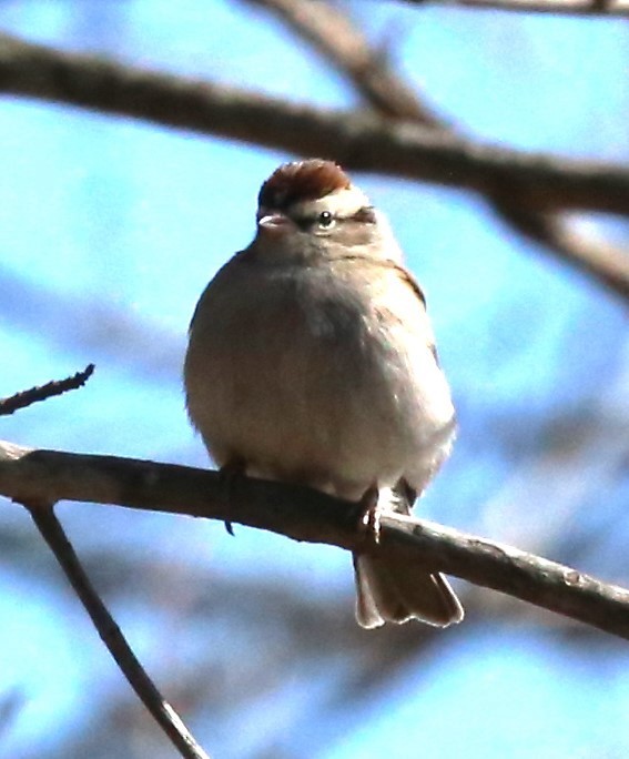 Chipping Sparrow - ML615192367