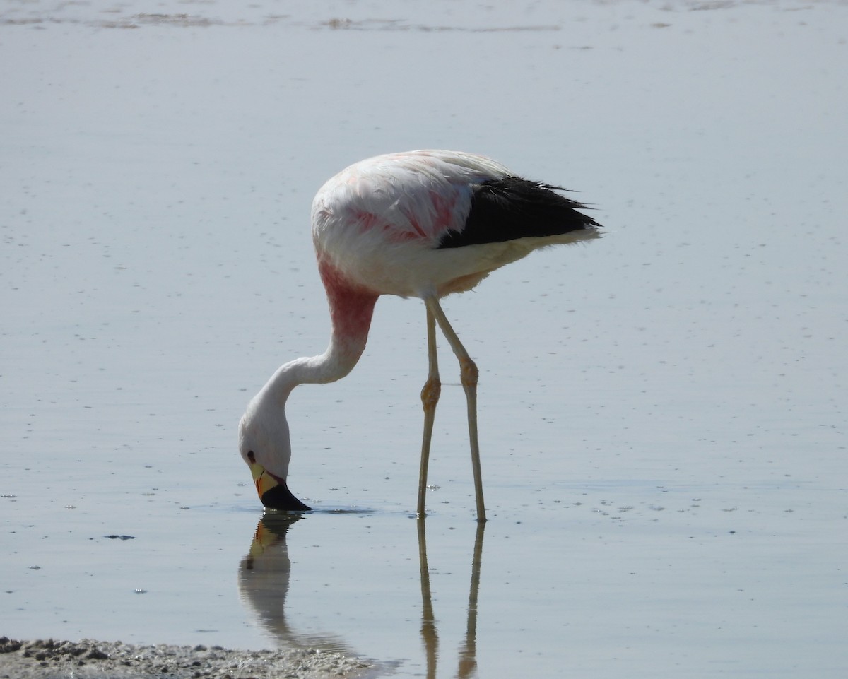 And Flamingosu - ML615192489