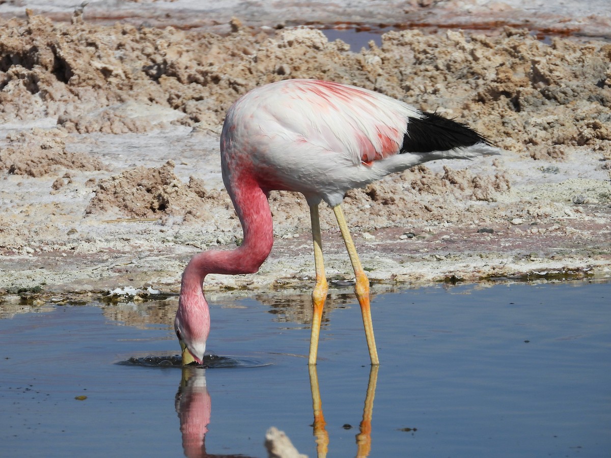And Flamingosu - ML615192490