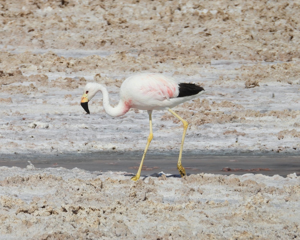 And Flamingosu - ML615192504