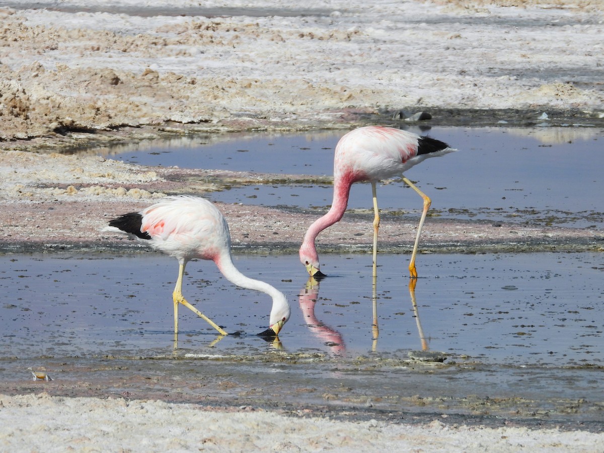 Andean Flamingo - ML615192517