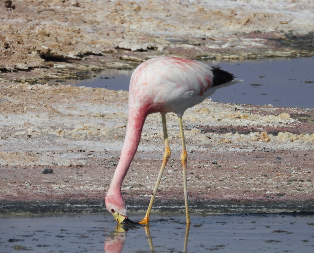 Andean Flamingo - ML615192518