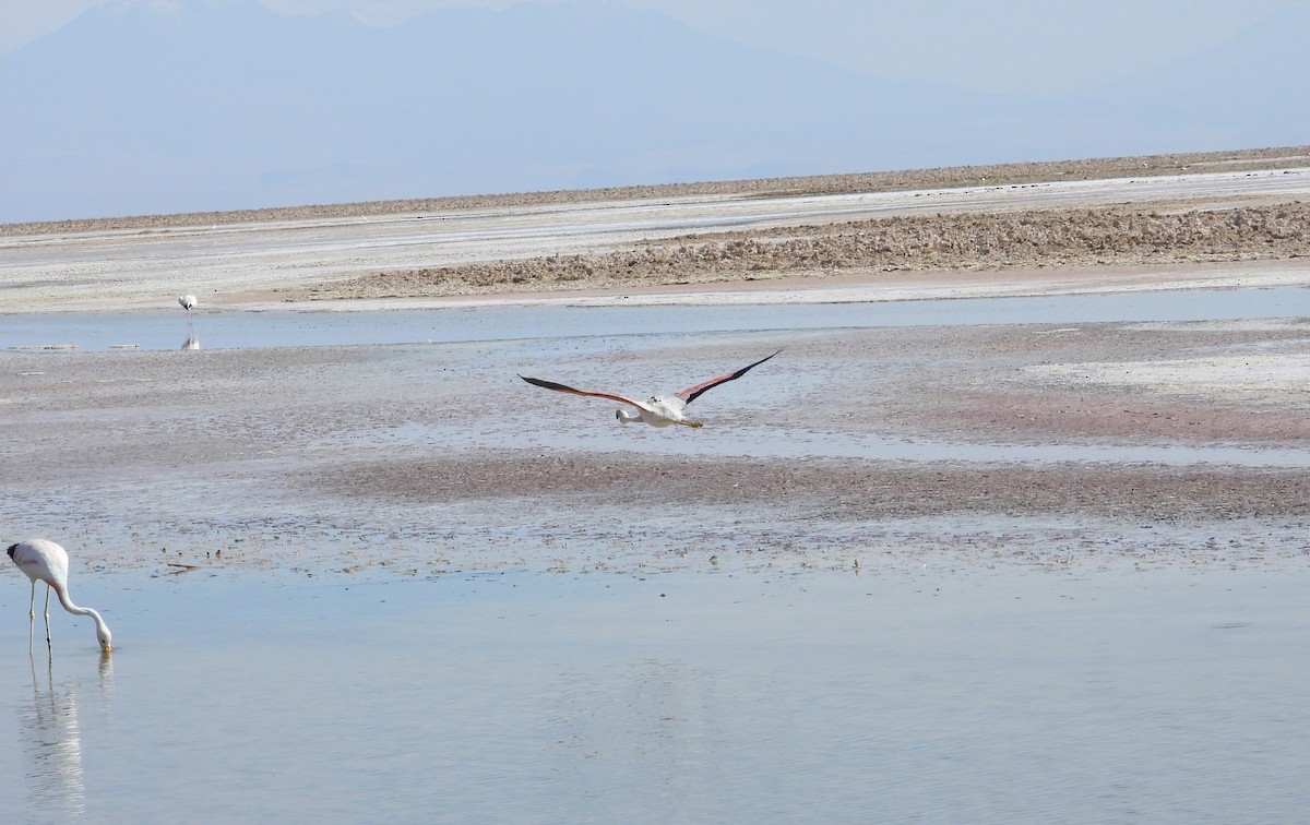 Andean Flamingo - ML615192561