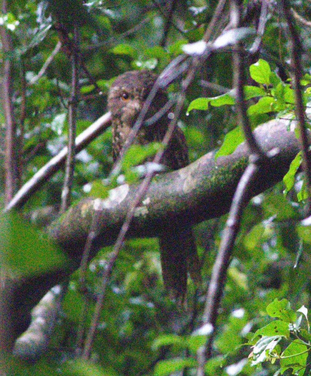 Marbled Frogmouth - ML615192571