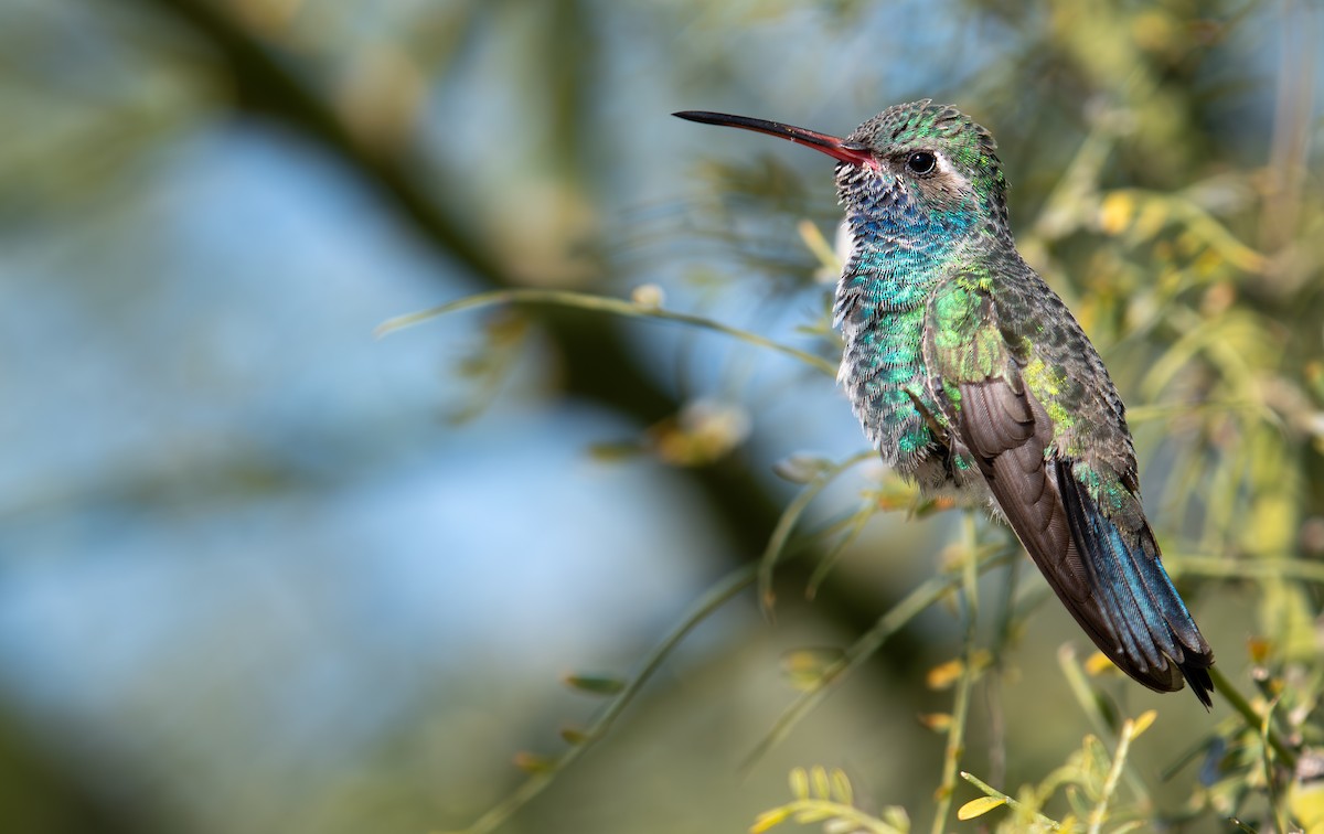Broad-billed Hummingbird - Rajan Rao