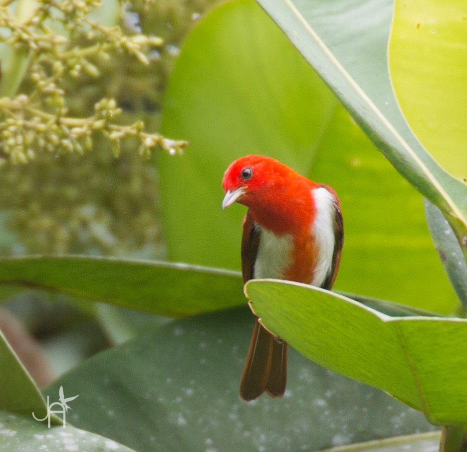 Scarlet-and-white Tanager - ML615192686