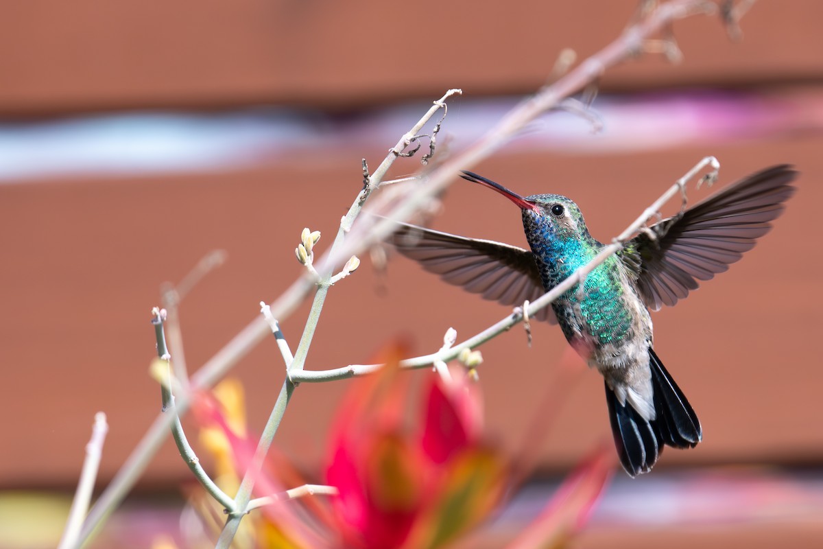 Broad-billed Hummingbird - Rajan Rao