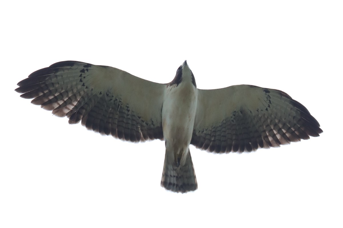 Short-tailed Hawk - ML615193010