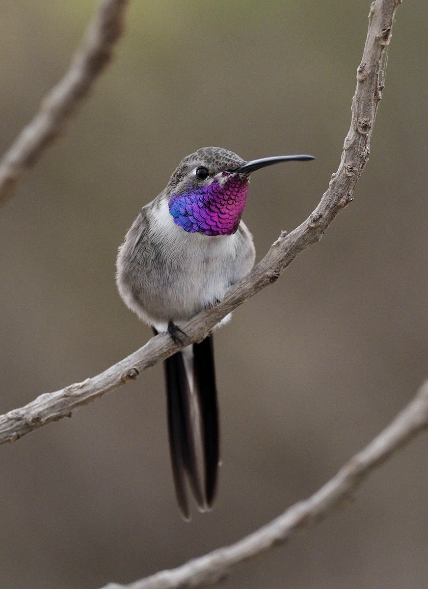 Oasis Hummingbird - Lawrence Rhoads