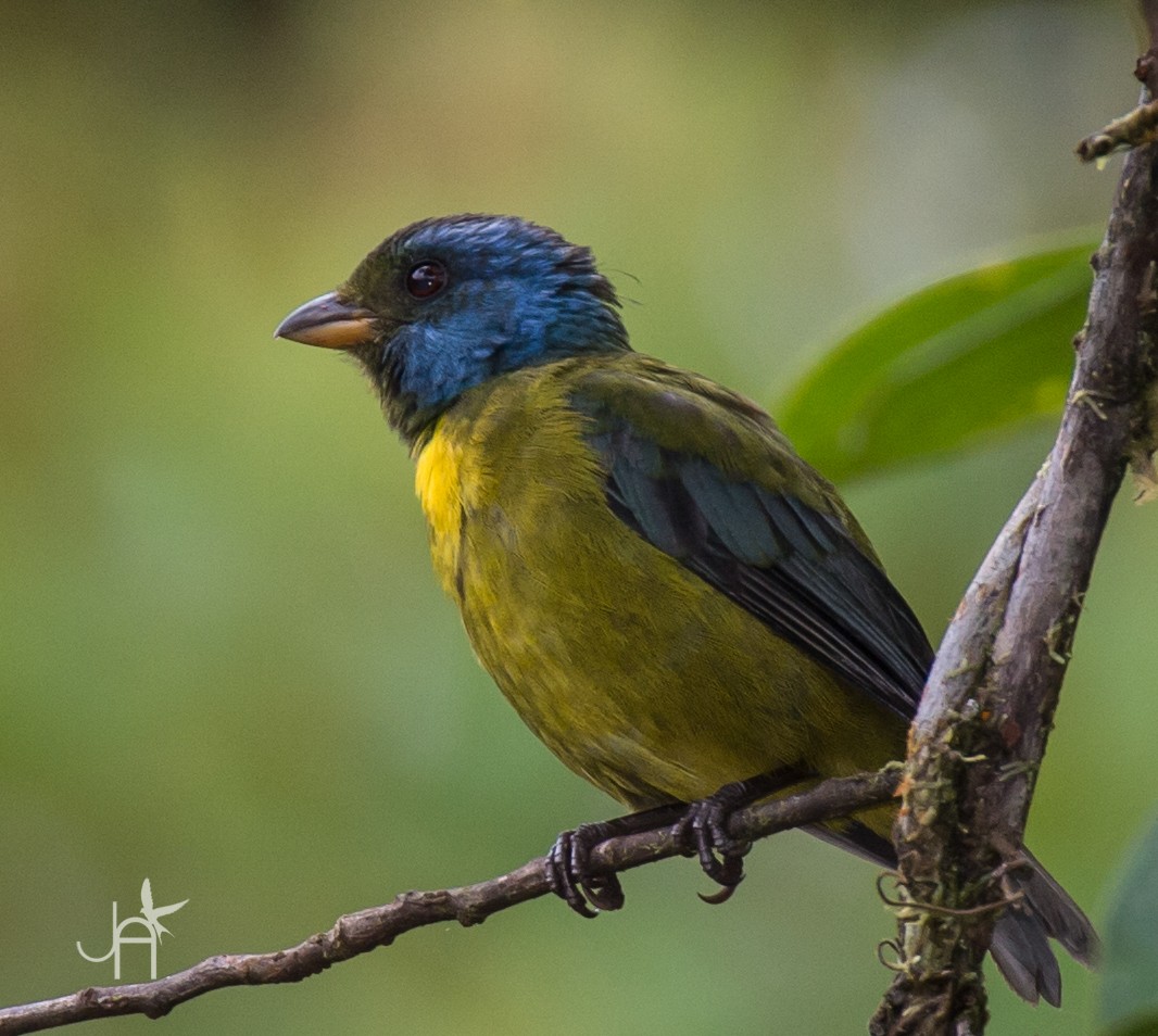 Moss-backed Tanager - ML615193151