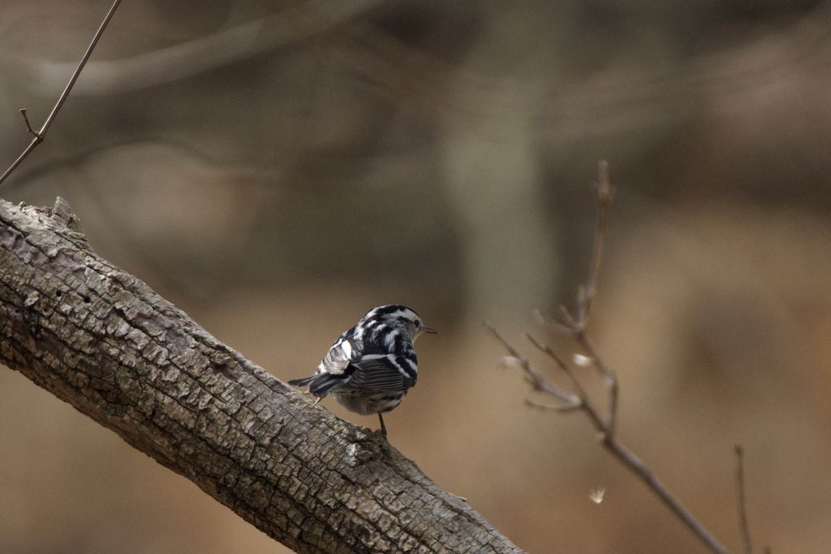 Black-and-white Warbler - ML615193184