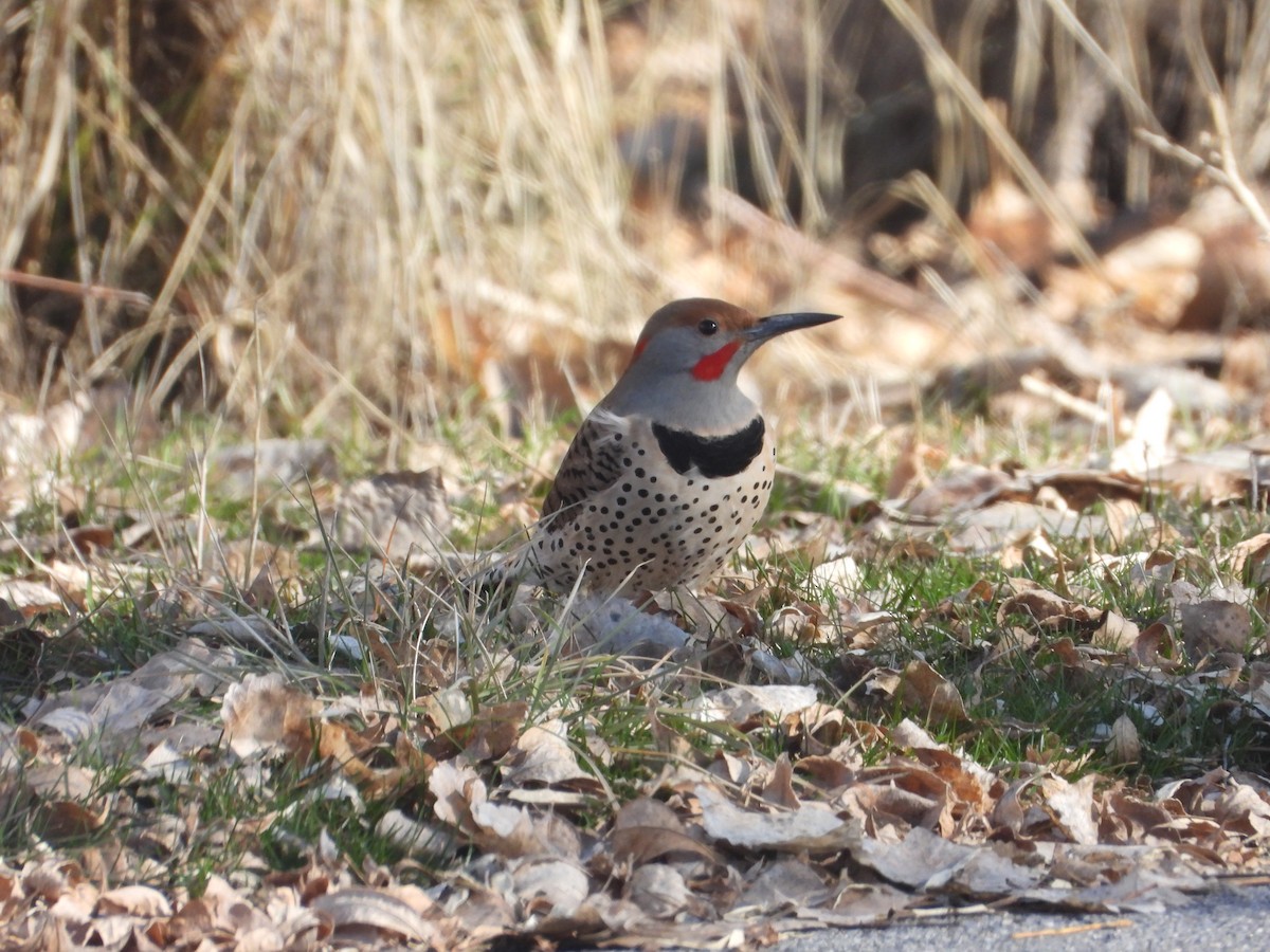 Northern Flicker (Red-shafted) - ML615193197