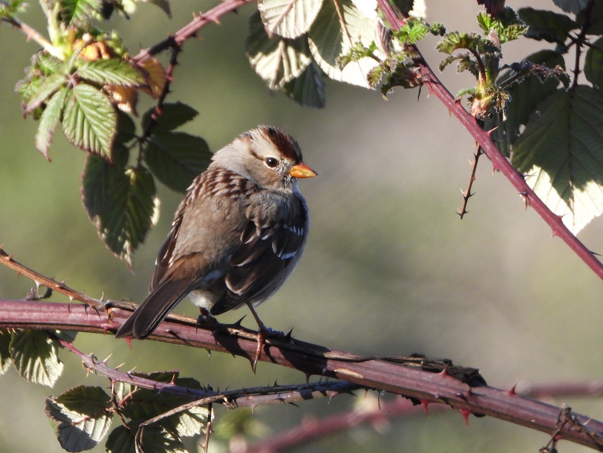 White-crowned Sparrow - ML615193337