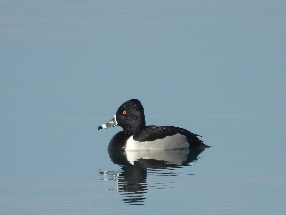 Ring-necked Duck - ML615193357