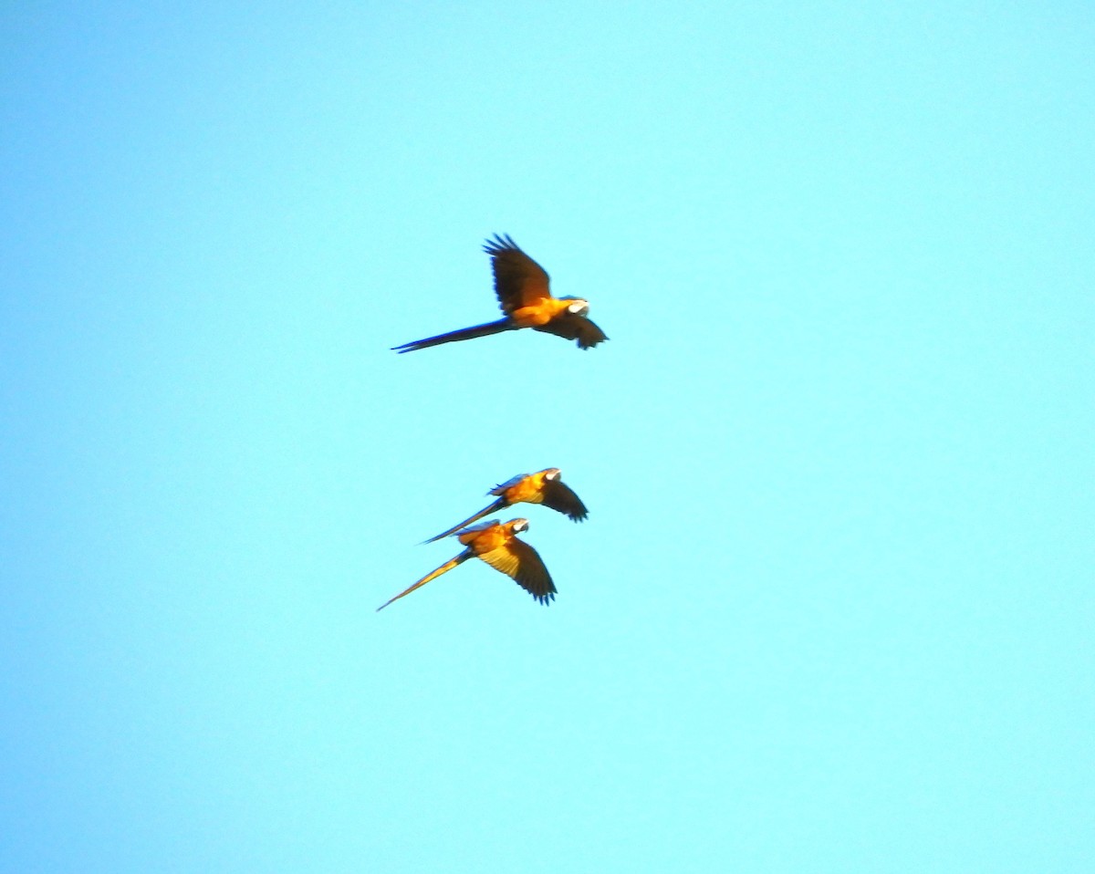 藍黃金剛鸚鵡 - ML615193490
