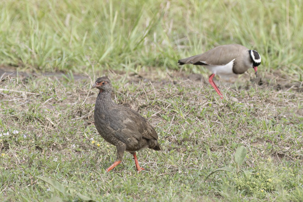 Crowned Lapwing - ML615193507